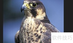陆上锦是什么动物？揭秘真实身份