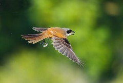 翎羽凝光 佳能EOS R5 Mark II生态摄影深度体验