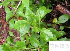 苦斋的功效与使用方法