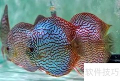 七彩鱼开口秘诀