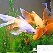 七彩鱼开口秘诀