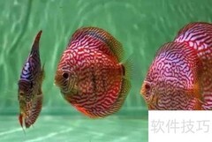 七彩鱼开口秘诀