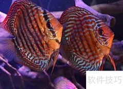 七彩鱼开口技巧揭秘