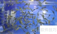 七彩鱼开口技巧揭秘