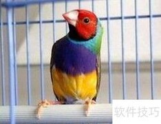 七彩文鸟养殖技巧