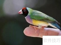 七彩文鸟养殖技巧