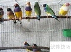 七彩文鸟养殖技巧