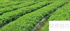 七彩花生种植技巧