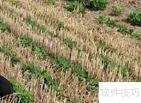 七彩花生种植技巧