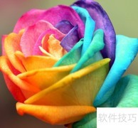 七彩玫瑰种植技巧