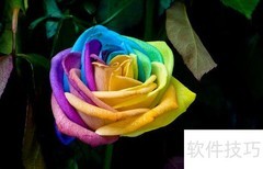 七彩玫瑰种植技巧