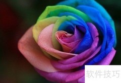 七彩玫瑰种植技巧