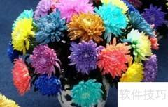 七彩菊花栽培技巧