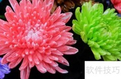 七彩菊花栽培技巧