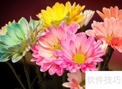 七彩菊花栽培技巧