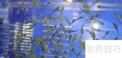 七彩鱼开口技巧揭秘