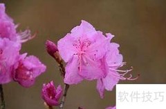 金达莱花养护小贴士