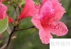 金达莱花养护小贴士