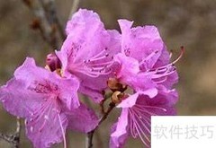 金达莱花养护小贴士