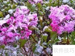金达莱花养护小贴士