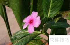 金达莱花养护全攻略