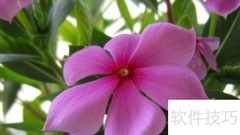 金达莱花养护全攻略