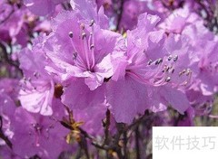 金达莱花的食用方法