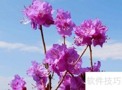 金达莱花的食用方法