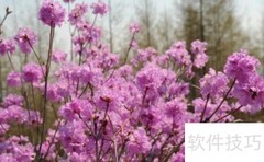 金达莱花的食用方法