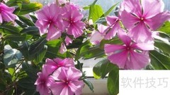 金达莱家庭养殖技巧