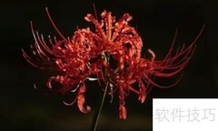 冥界四花揭秘：四种神秘之花