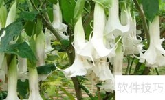 冥界四花揭秘：四种神秘之花