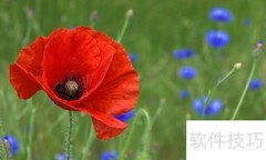 冥界四花揭秘：四种神秘之花