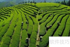 金骏眉属于什么茶？一文读懂