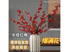 优跃40 - 50cm水培干枝梅20枝仅7.9元