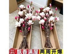 荔雅水培鲜切玉兰花10枝仅16.9元