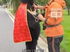黑熊披袈裟走红引热议 园方回应人工饲养缘由