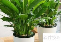 一帆风顺养护全攻略