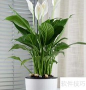 一帆风顺养护全攻略