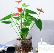 一帆风顺花浇水技巧