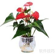 一帆风顺水养技巧