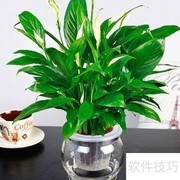 一帆风顺水养技巧