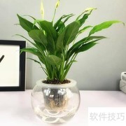 一帆风顺水养技巧