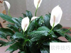 一帆风顺修剪技巧