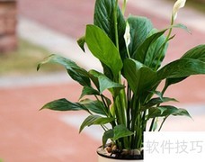 一帆风顺修剪技巧