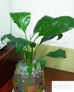 一帆风顺水培养护技巧