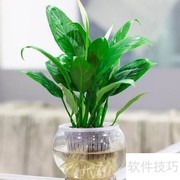 一帆风顺水培养护技巧