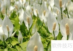 一帆风顺修剪技巧