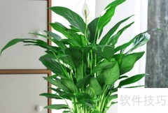 一帆风顺养护全攻略