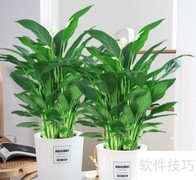 一帆风顺养护全攻略